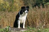 BORDER COLLIE 1345